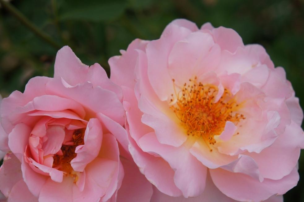 Photo of Rose (Rosa 'Belle Story') uploaded by skylark
