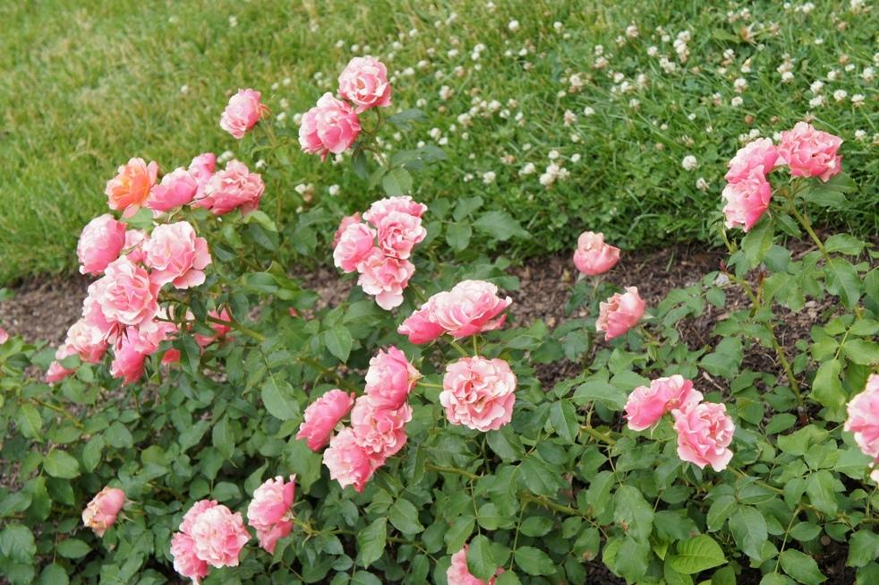 Photo of Rose (Rosa 'Jean Cocteau') uploaded by skylark