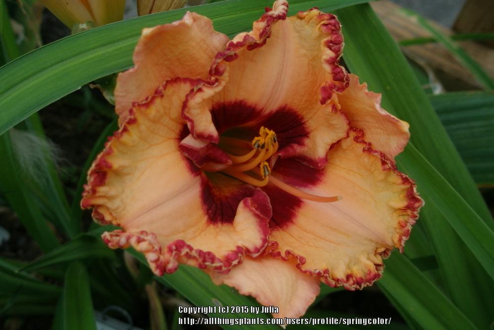 Photo of Daylily (Hemerocallis 'Triple Cherries') uploaded by springcolor