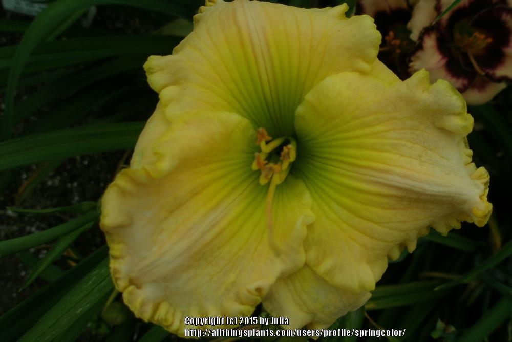 Photo of Daylily (Hemerocallis 'Going Green') uploaded by springcolor