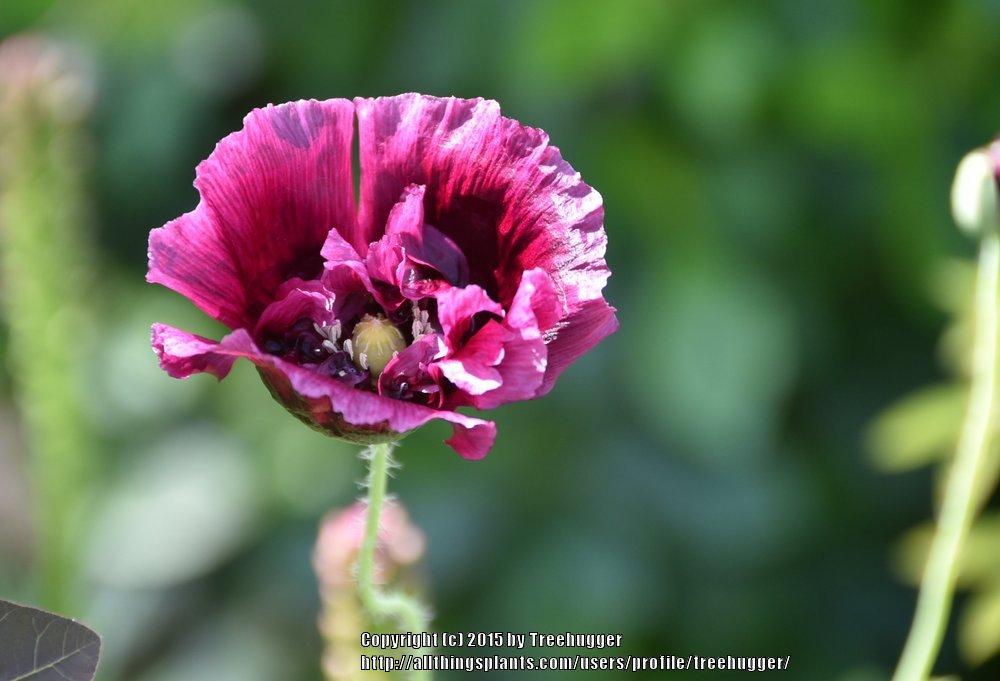 Photo of Opium Poppy (Papaver somniferum 'Lauren's Grape') uploaded by treehugger