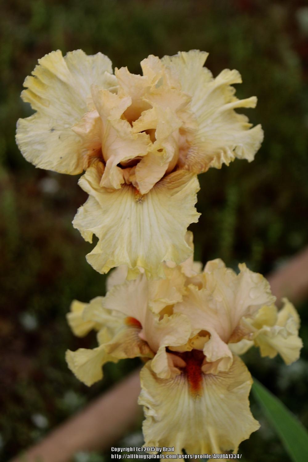 Photo of Tall Bearded Iris (Iris 'Passionately Yours') uploaded by ARUBA1334