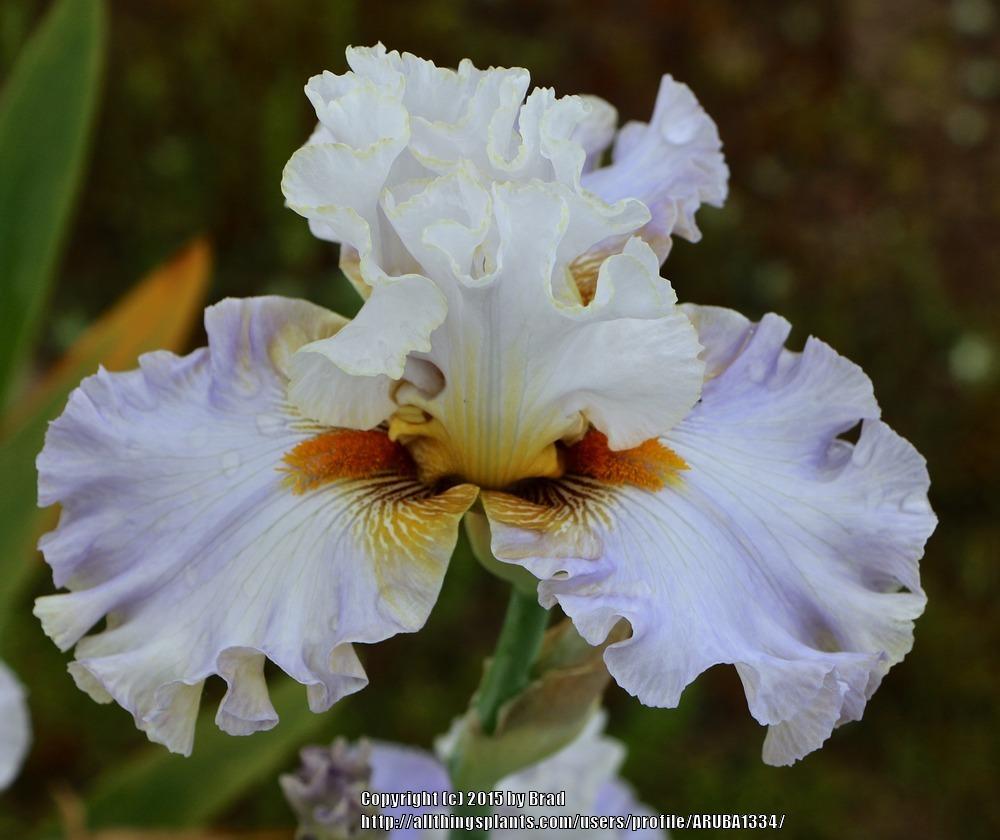 Photo of Tall Bearded Iris (Iris 'Bubbles All Round') uploaded by ARUBA1334