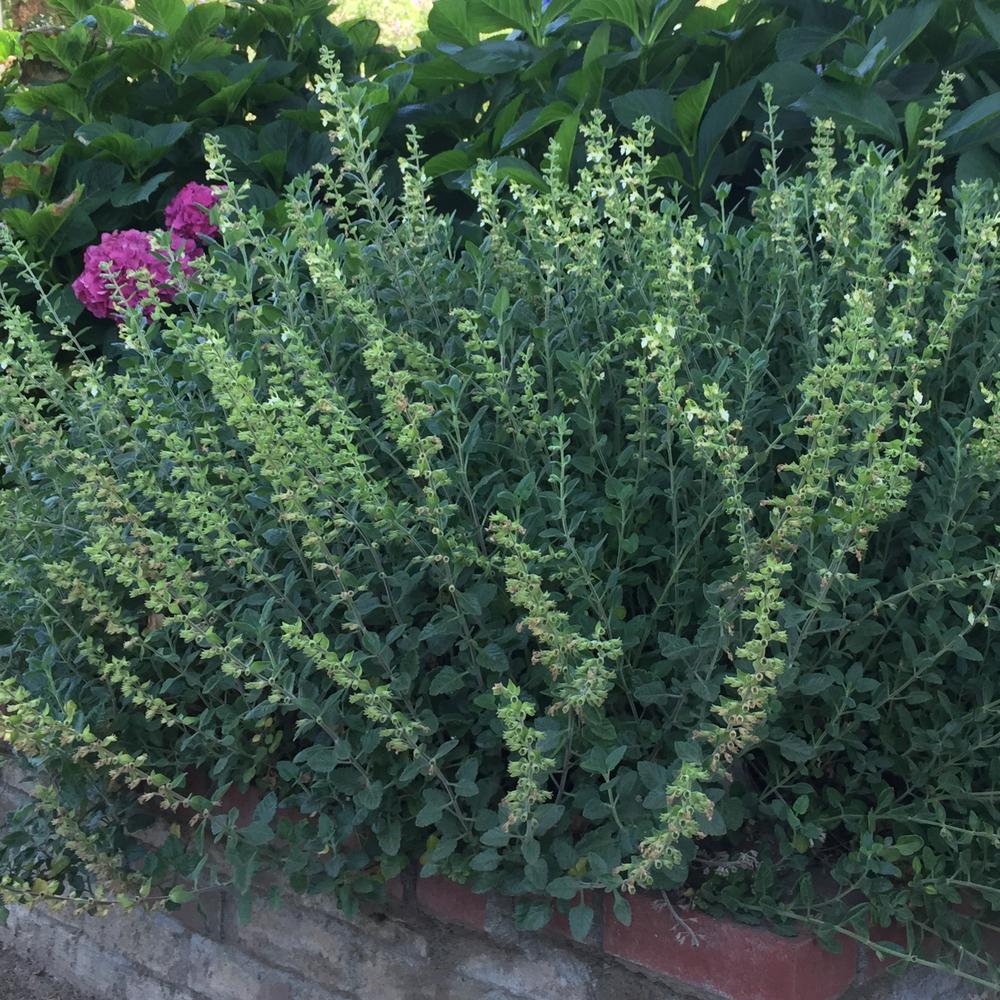 Photo of Teucrium flavum uploaded by HamiltonSquare