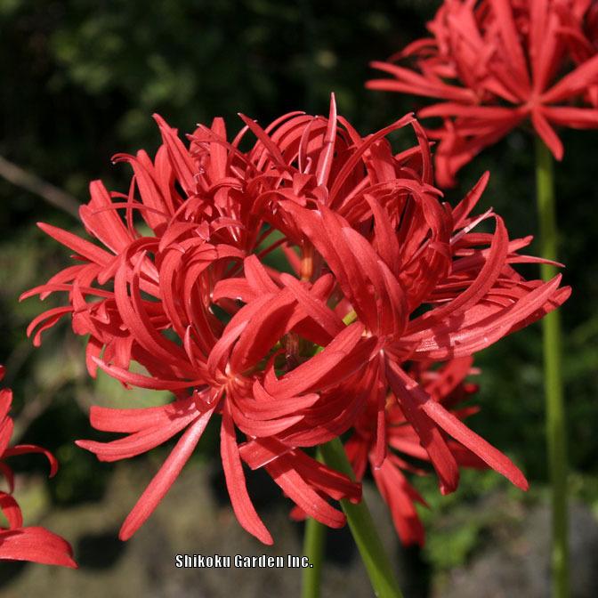 Photo of Red Spider Lily (Lycoris radiata 'Fireworks') uploaded by Joy