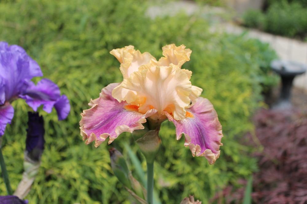 Photo of Tall Bearded Iris (Iris 'Act of Kindness') uploaded by Meredith79