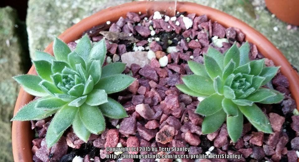 Photo of Hen and Chicks (Sempervivum 'Purdy's Big Red') uploaded by TerriStanley