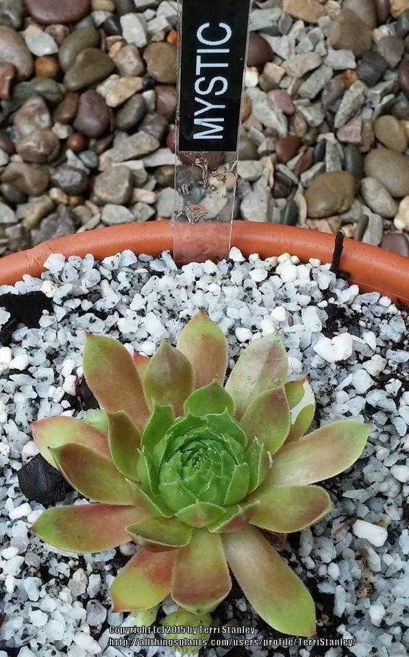 Photo of Hen and Chicks (Sempervivum 'Mystic') uploaded by TerriStanley