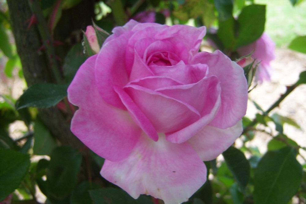 Photo of Rose (Rosa 'Blairii No. 2') uploaded by admin