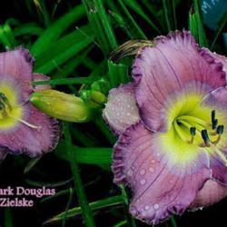 Location: Elohim Daylily Gardens, Jackson TN
Date: 2014-04-07
Cooler temps bring out the blue