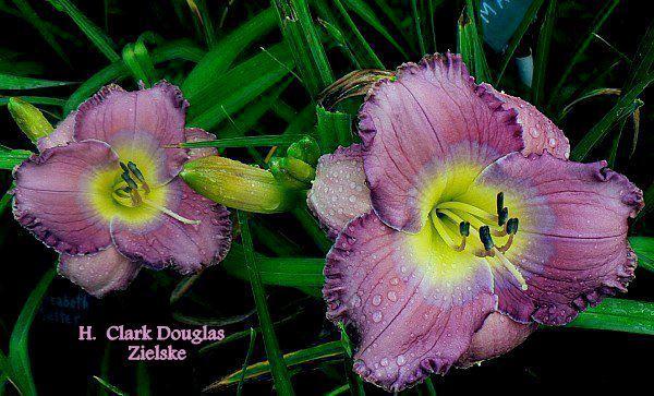 Photo of Daylily (Hemerocallis 'Clark Douglas Zielske') uploaded by carolannz
