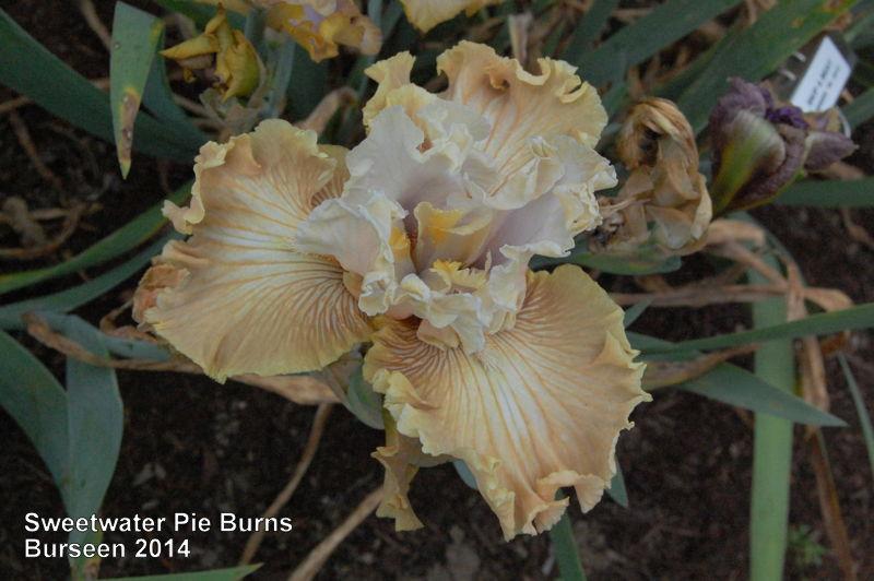 Photo of Tall Bearded Iris (Iris 'Sweetwater Pie Burns') uploaded by coboro