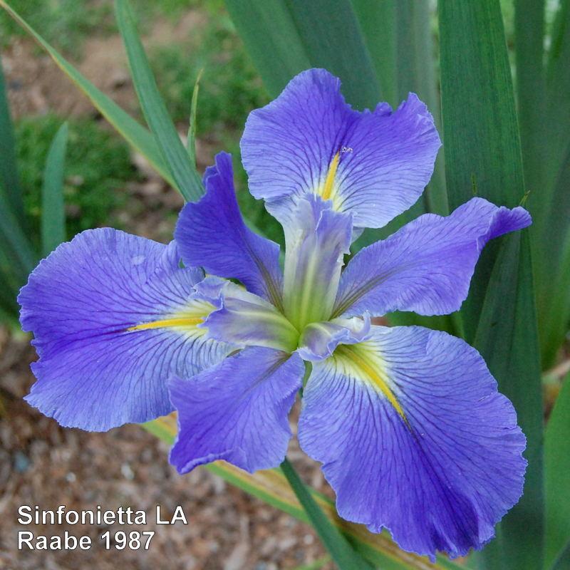 Photo of Louisiana Iris (Iris 'Sinfonietta') uploaded by coboro