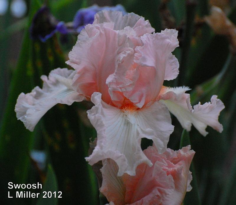 Photo of Tall Bearded Iris (Iris 'Swoosh') uploaded by coboro