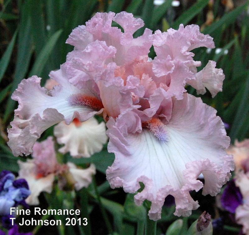 Photo of Tall Bearded Iris (Iris 'Fine Romance') uploaded by coboro
