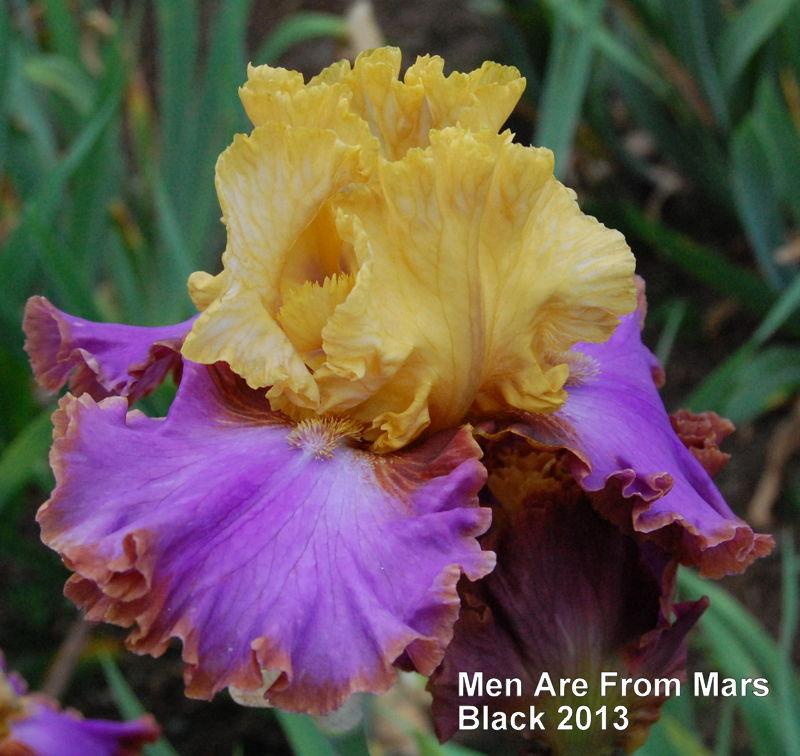 Photo of Tall Bearded Iris (Iris 'Men Are From Mars') uploaded by coboro