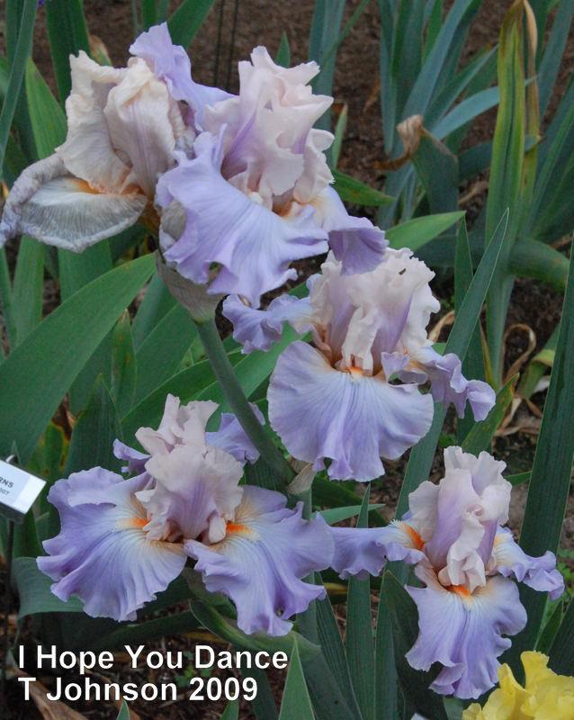 Photo of Tall Bearded Iris (Iris 'I Hope You Dance') uploaded by coboro