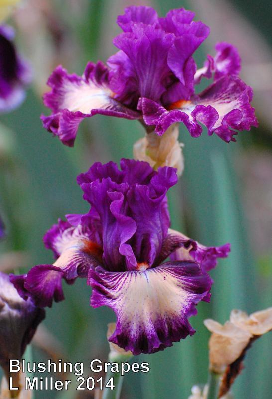 Photo of Tall Bearded Iris (Iris 'Blushing Grapes') uploaded by coboro