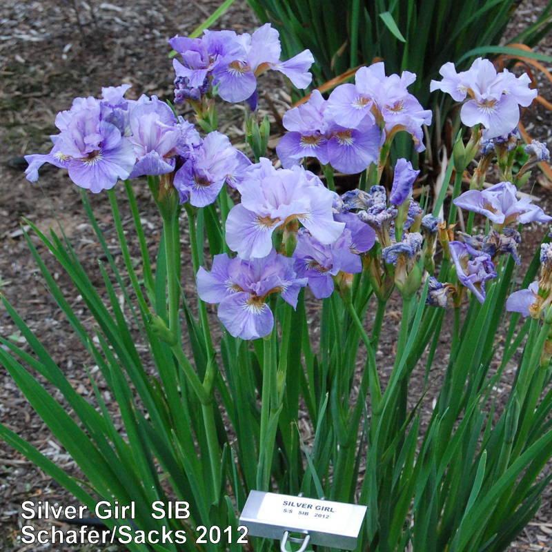 Photo of Siberian Iris (Iris 'Silver Girl') uploaded by coboro