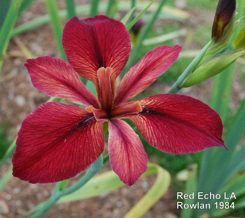 Photo of Louisiana Iris (Iris 'Red Echo') uploaded by coboro