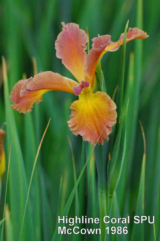 Photo of Spuria Iris (Iris 'Highline Coral') uploaded by coboro