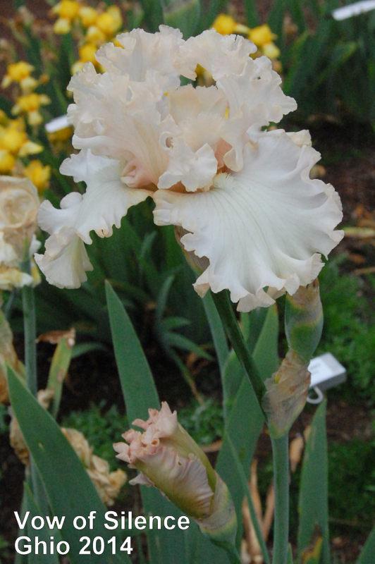 Photo of Tall Bearded Iris (Iris 'Vow of Silence') uploaded by coboro