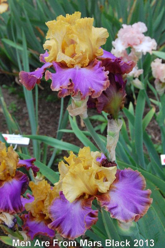 Photo of Tall Bearded Iris (Iris 'Men Are From Mars') uploaded by coboro