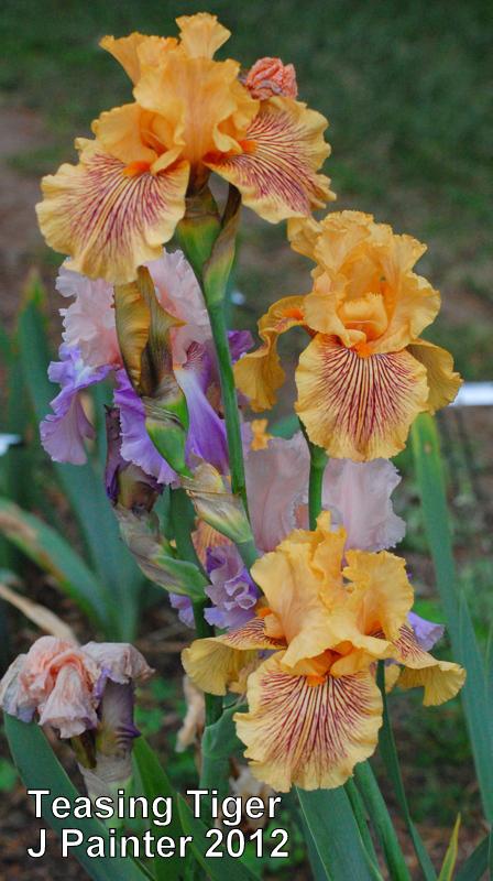Photo of Tall Bearded Iris (Iris 'Teasing Tiger') uploaded by coboro