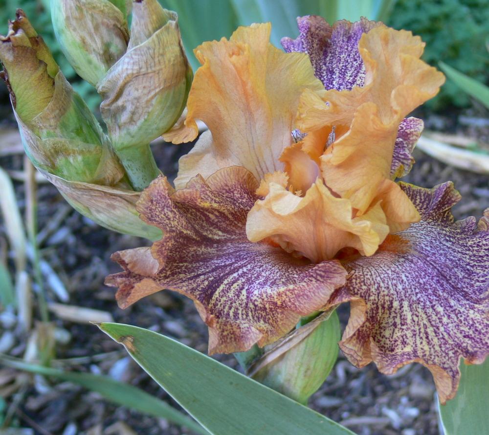 Photo of Tall Bearded Iris (Iris 'Octopi Pi') uploaded by janwax