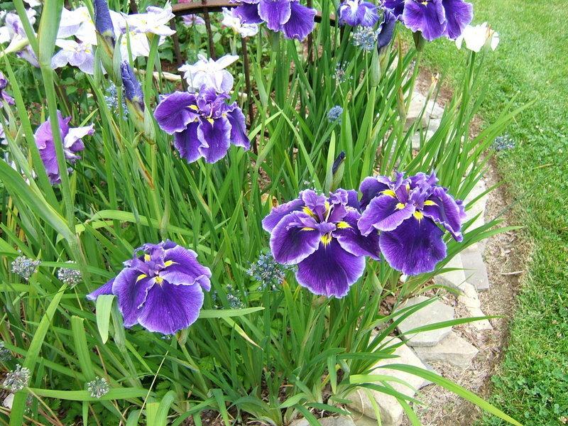 Photo of Japanese Iris (Iris ensata 'Sit Right Down') uploaded by pirl