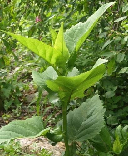 Photo of Cup Plant (Silphium perfoliatum) uploaded by plantrob