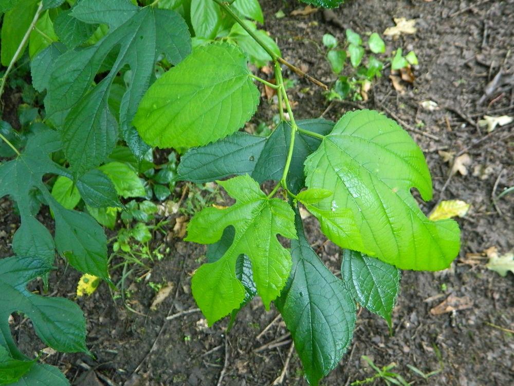 Photo of Red Mulberry (Morus rubra) uploaded by wildflowers