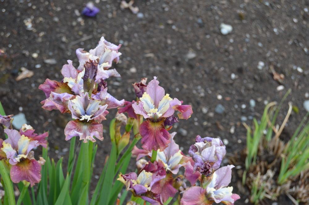 Photo of Siberian Iris (Iris 'Cherry Fling') uploaded by KentPfeiffer
