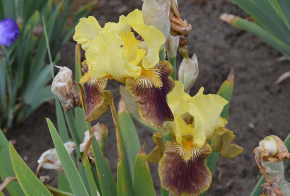 Photo of Intermediate Bearded Iris (Iris 'Across the Garden') uploaded by KentPfeiffer