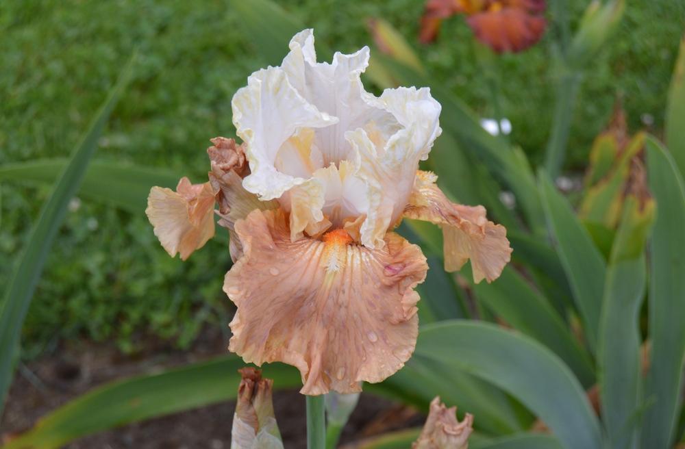Photo of Tall Bearded Iris (Iris 'Strawberry Fool') uploaded by KentPfeiffer