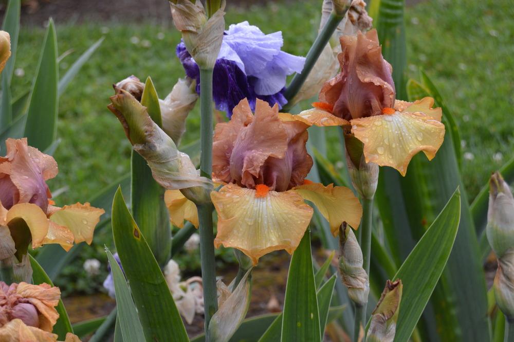 Photo of Border Bearded Iris (Iris 'Art Festival') uploaded by KentPfeiffer