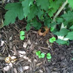 Location: My garden, central NJ, Zone 7A
Date: 6/29/15
2nd Wave of "Volunteers" Emerging