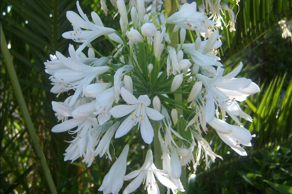 Photo of Lily of the Nile (Agapanthus africanus 'Albus') uploaded by admin