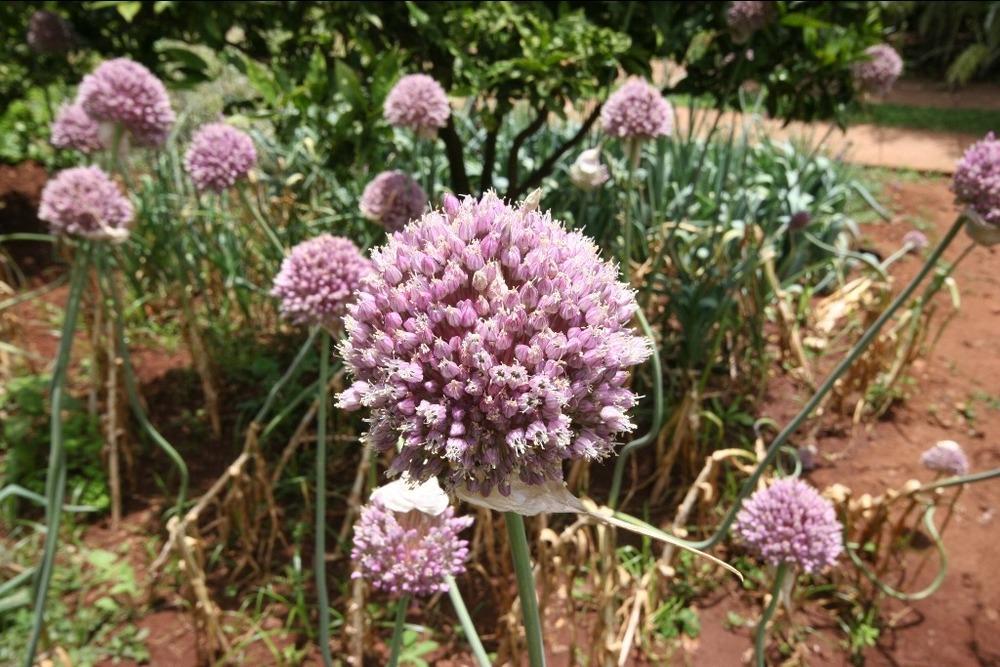 Photo of Garlic (Allium sativum) uploaded by admin