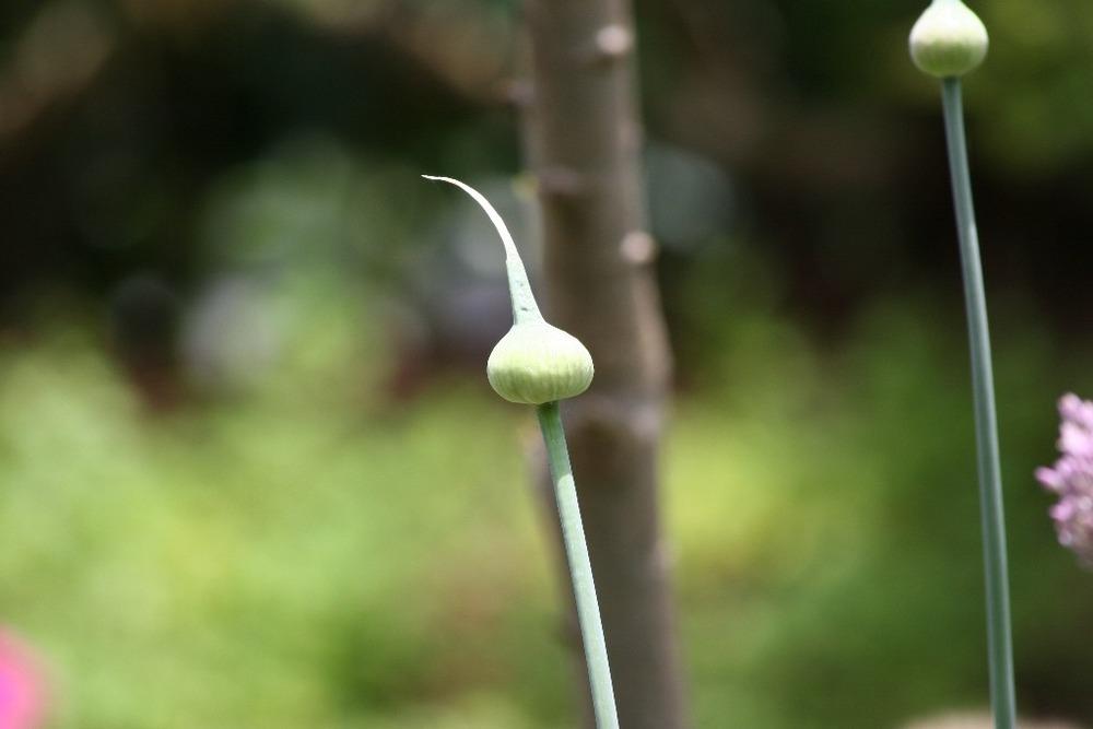 Photo of Garlic (Allium sativum) uploaded by admin