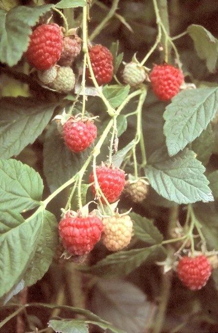 Photo of Red Raspberry (Rubus idaeus 'Heritage') uploaded by admin