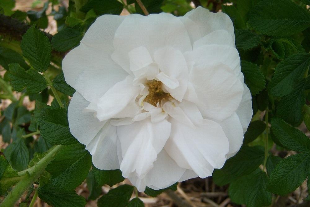 Photo of Hybrid Rugosa Rose (Rosa 'Blanc Double de Coubert') uploaded by admin
