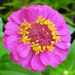 Location: Lincoln NE zone 5
Date: 2015-06-30
Grown for a mix of Lilliput zinnias.