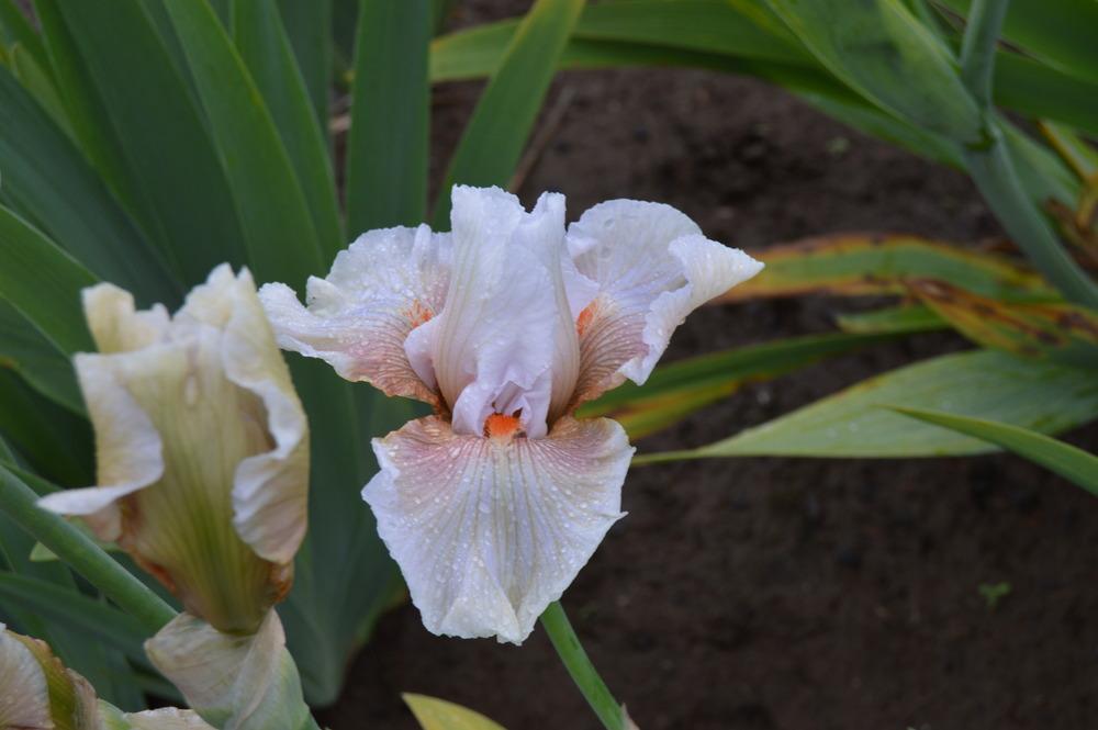 Photo of Tall Bearded Iris (Iris 'Sugar Dumpling') uploaded by KentPfeiffer