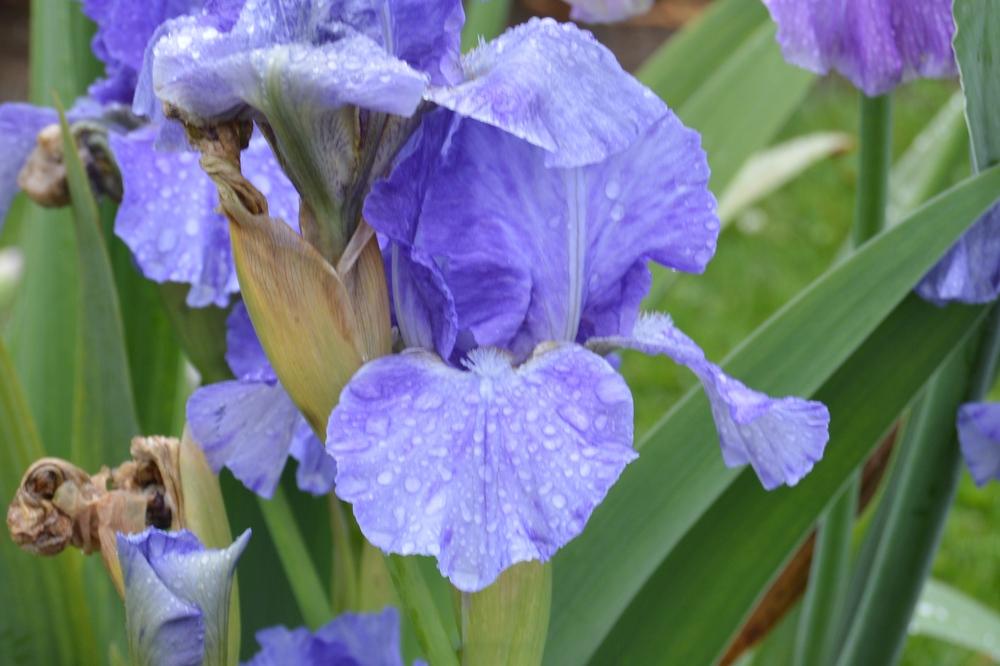 Photo of Intermediate Bearded Iris (Iris 'Eramosa Stone Washed') uploaded by KentPfeiffer