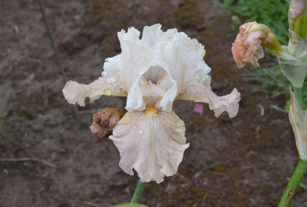 Photo of Tall Bearded Iris (Iris 'Mean Sharon') uploaded by KentPfeiffer