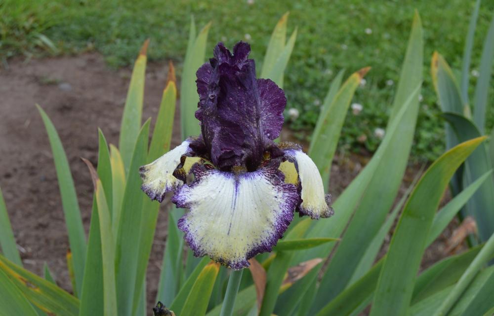 Photo of Tall Bearded Iris (Iris 'Remember the Vee') uploaded by KentPfeiffer