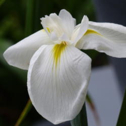 Location: my garden
Date: 2015-06-28
Iris ensata "Diamant" , dutch hybridizer