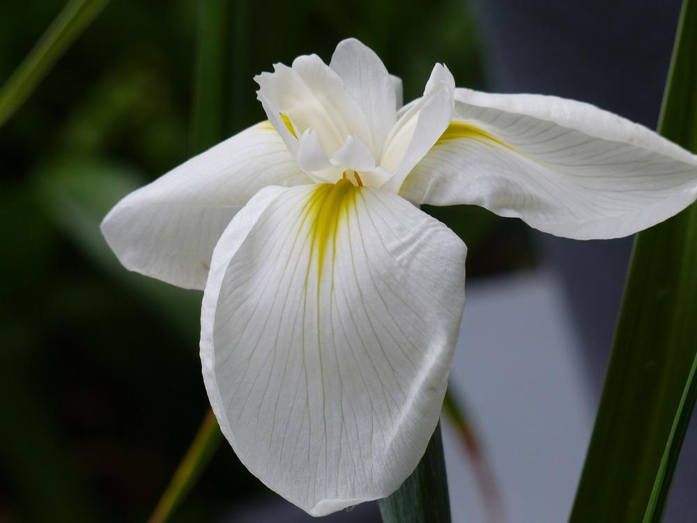Photo of Japanese Iris (Iris ensata) uploaded by Mayo62