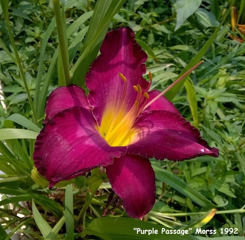 Photo of Daylily (Hemerocallis 'Purple Passage') uploaded by TammyB